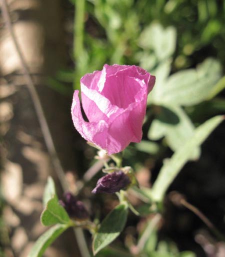 Unknown delecate pink flower, Carson Iceberg Wilderness.